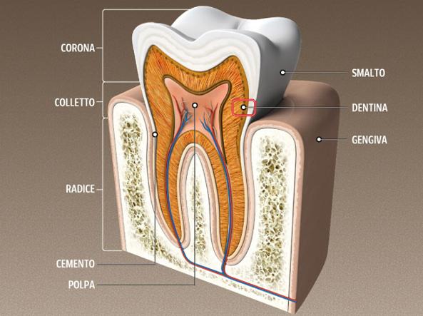 dentina